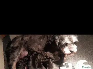 Kruising honden Prachtig nestje Boomer x EngelseCockerSpanielpups - Advertentie 2