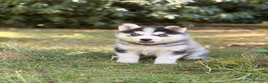 Pomsky 4 - Peach