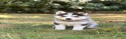 Pomsky honden te koop: Pomsky puppy’s F3 - Advertentie 3
