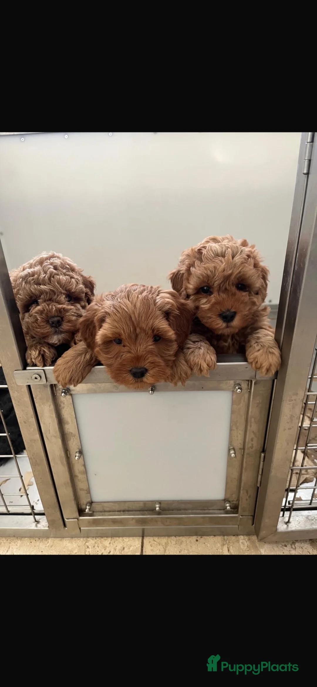 Australian Labradoodle honden te koop: 3 prachtige Australian labradoodles  - Advertentie 10