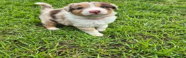 Australian Shepherd Puppy 9 Red Merle