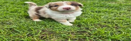 Australian Shepherd honden te koop: Nog 2 australian shepherd reutjes zoeken een thuis - Advertentie 37