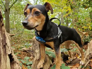 Jack Russel Terriër honden Super mooie jack russel pups - Advertentie 6