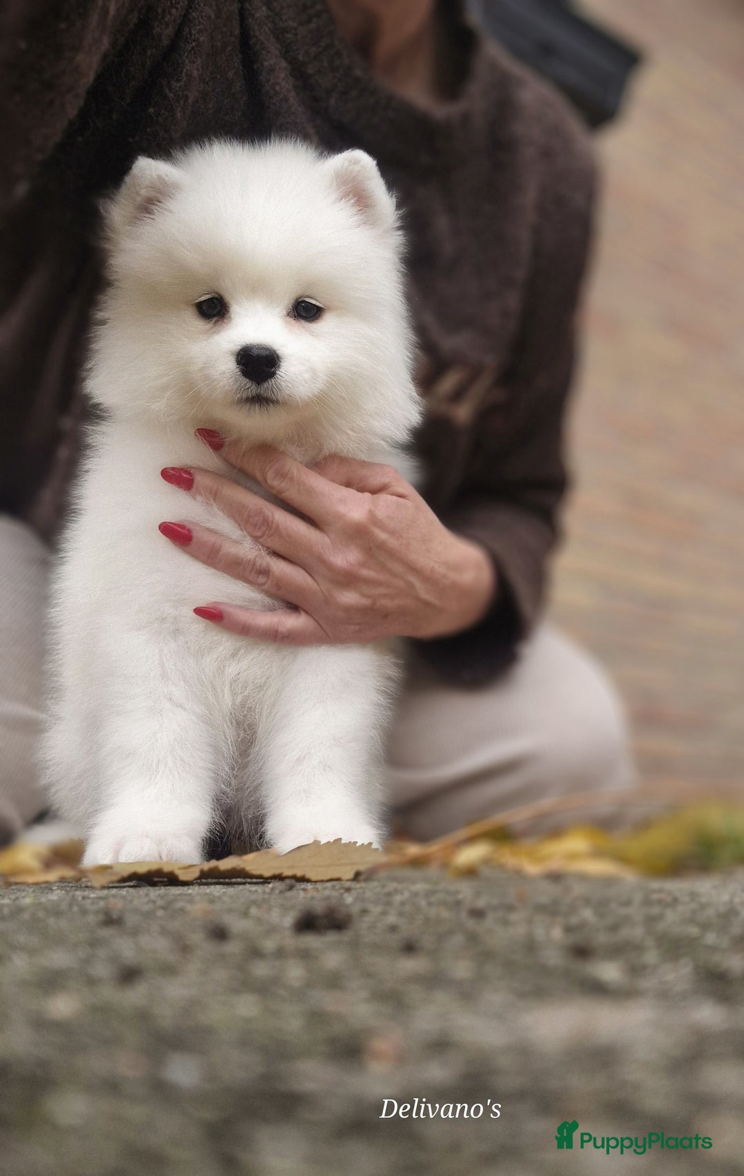 Samojeed honden te koop: Lief Samojeed meisje beschikbaar  - Advertentie 10