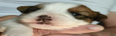 Jack Russel Terriër 4