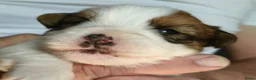 Jack Russel Terriër honden te koop: Jackrussellterrier Ruwhaar - Advertentie 6