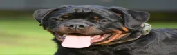 Rottweiler honden te koop: Rottweiler pups FCI stamboom - Advertentie 4