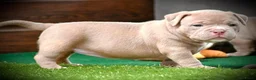 Amerikaanse Bully honden te koop: American bully pocket teefje - Advertentie 3