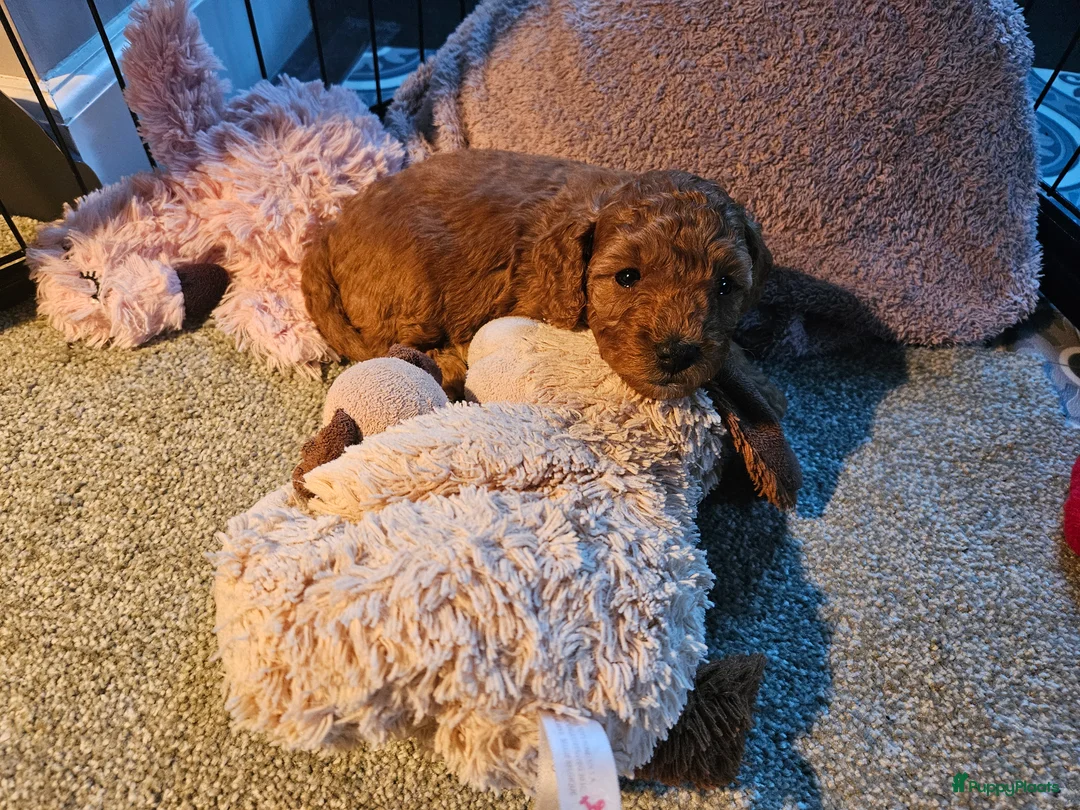 Dwergpoedel honden te koop: Dwergpoedel pups in Moergestel - Advertentie 21