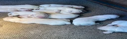 Golden Retriever honden te koop: Prachtige golden retriever pups te koop - Advertentie 5