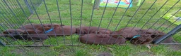 Labrador Retriever honden te koop: Prachtig bruine labrador puppys  - Advertentie 2
