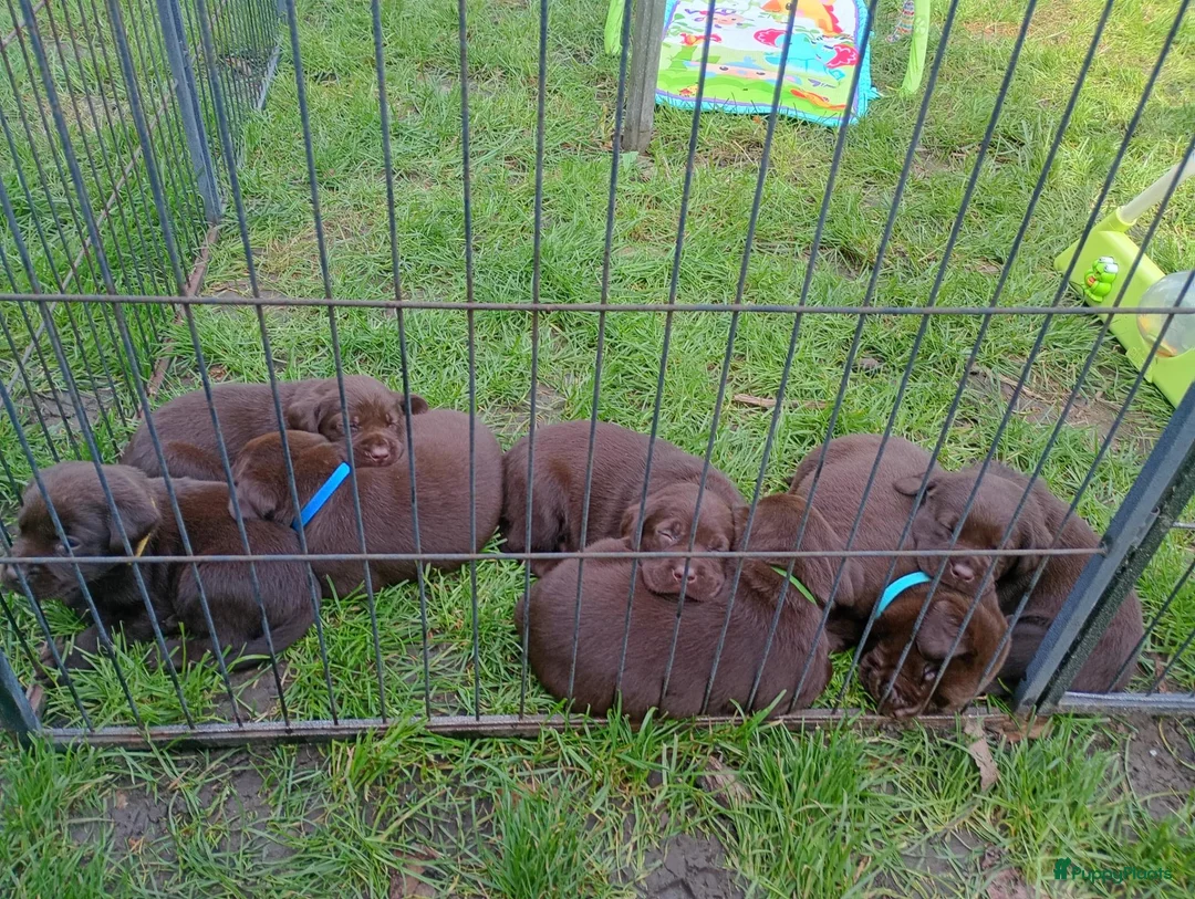 Labrador Retriever honden te koop: Prachtig bruine labrador puppys  - Advertentie 2