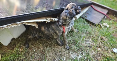 Kruising honden in Hazerswoude-Rijndijk - Advertentie 13