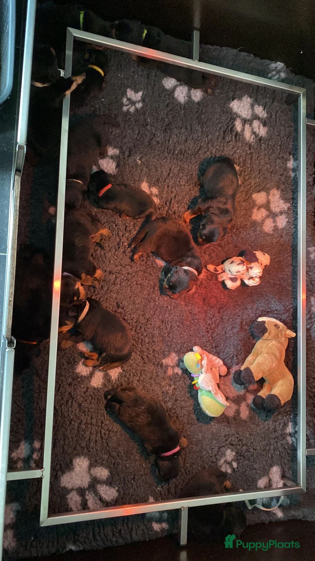 Rottweiler honden te koop: Lieve rottweilers puppy’s  - Advertentie 25