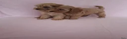 Cavapoo honden te koop: cavapoo puppen beschikbaar - Advertentie 8