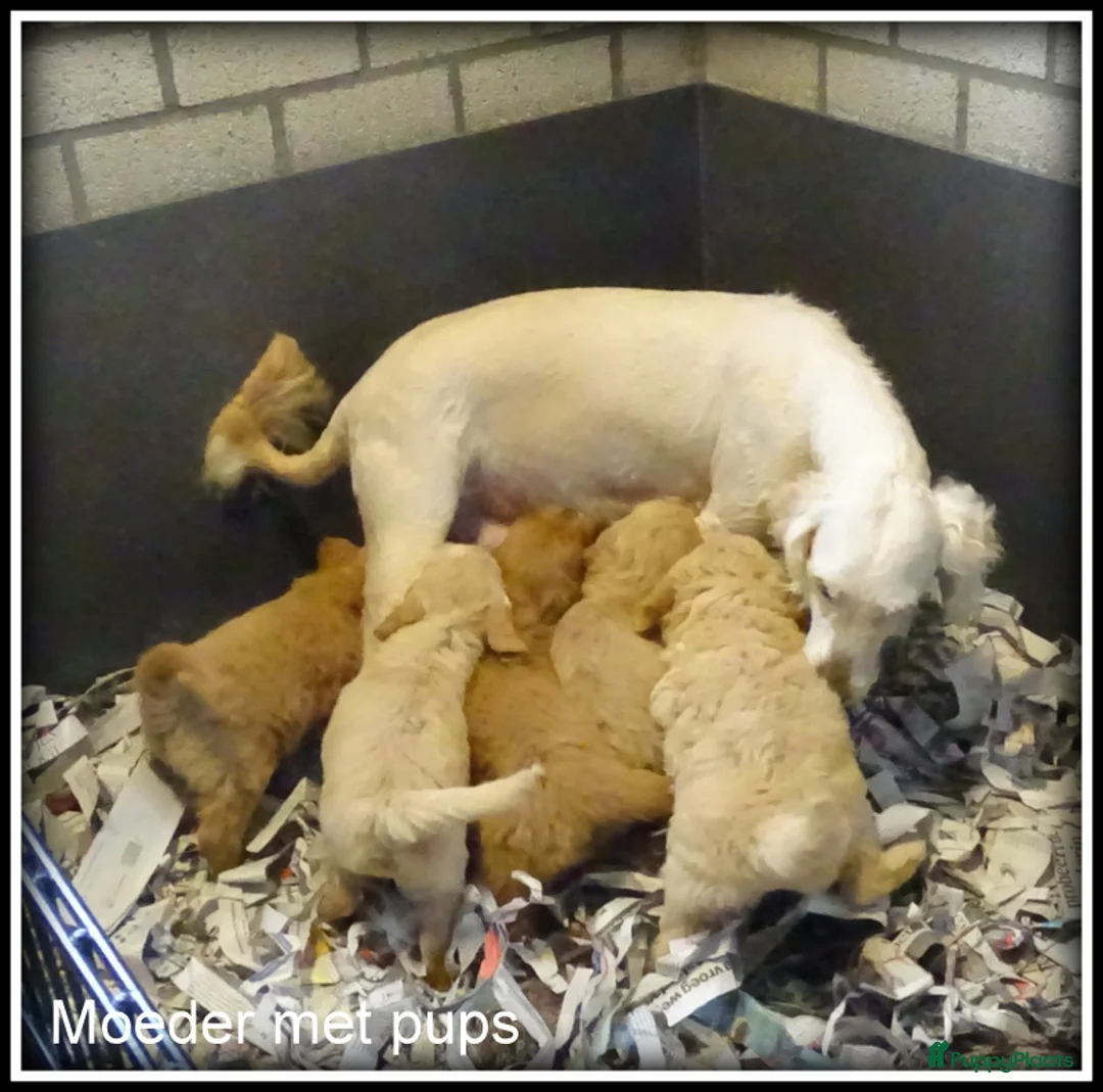 Labradoodle honden te koop: Labradoodle F4 medium pups - Advertentie 25