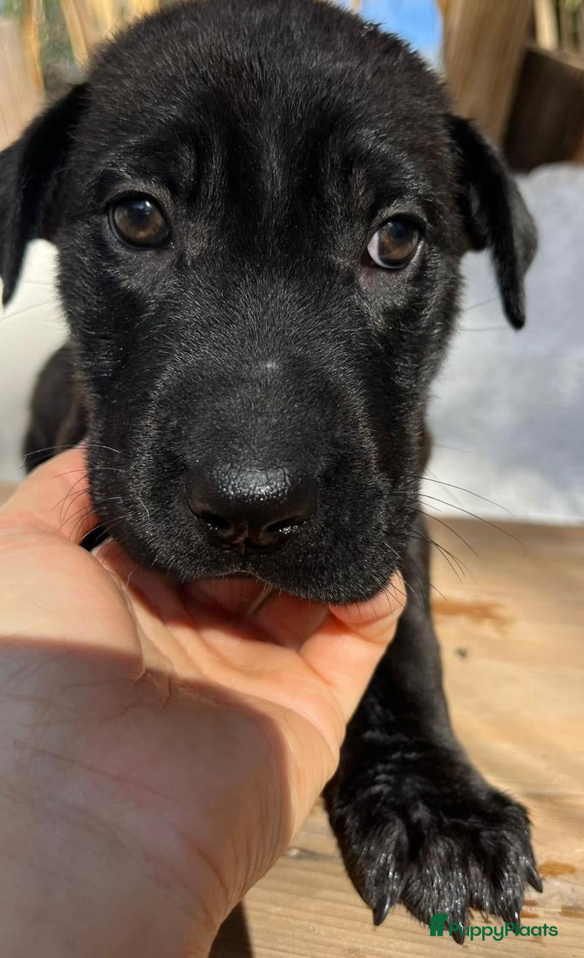 Kruising honden ganie  wat een schatje en  op zoek naar huisje  - Advertentie 4