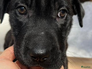 Kruising honden ganie wat een schatje en op zoek naar huisje - Advertentie 5