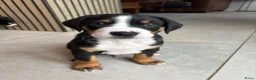 Appenzeller Sennenhond honden te koop: Appenzeller pups - Advertentie 10