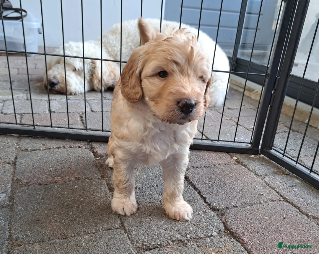 Kruising honden te koop: Medium Double Doodle pups - Advertentie 11