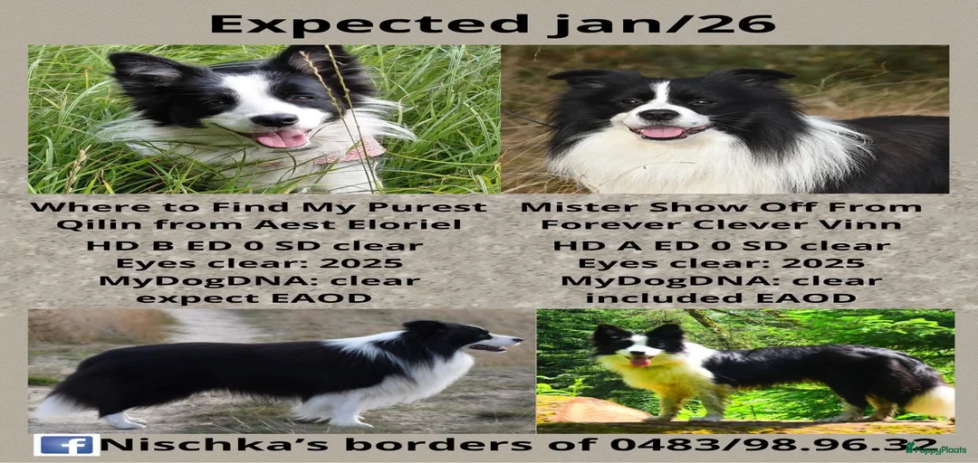 Galerij afbeelding {{count}}