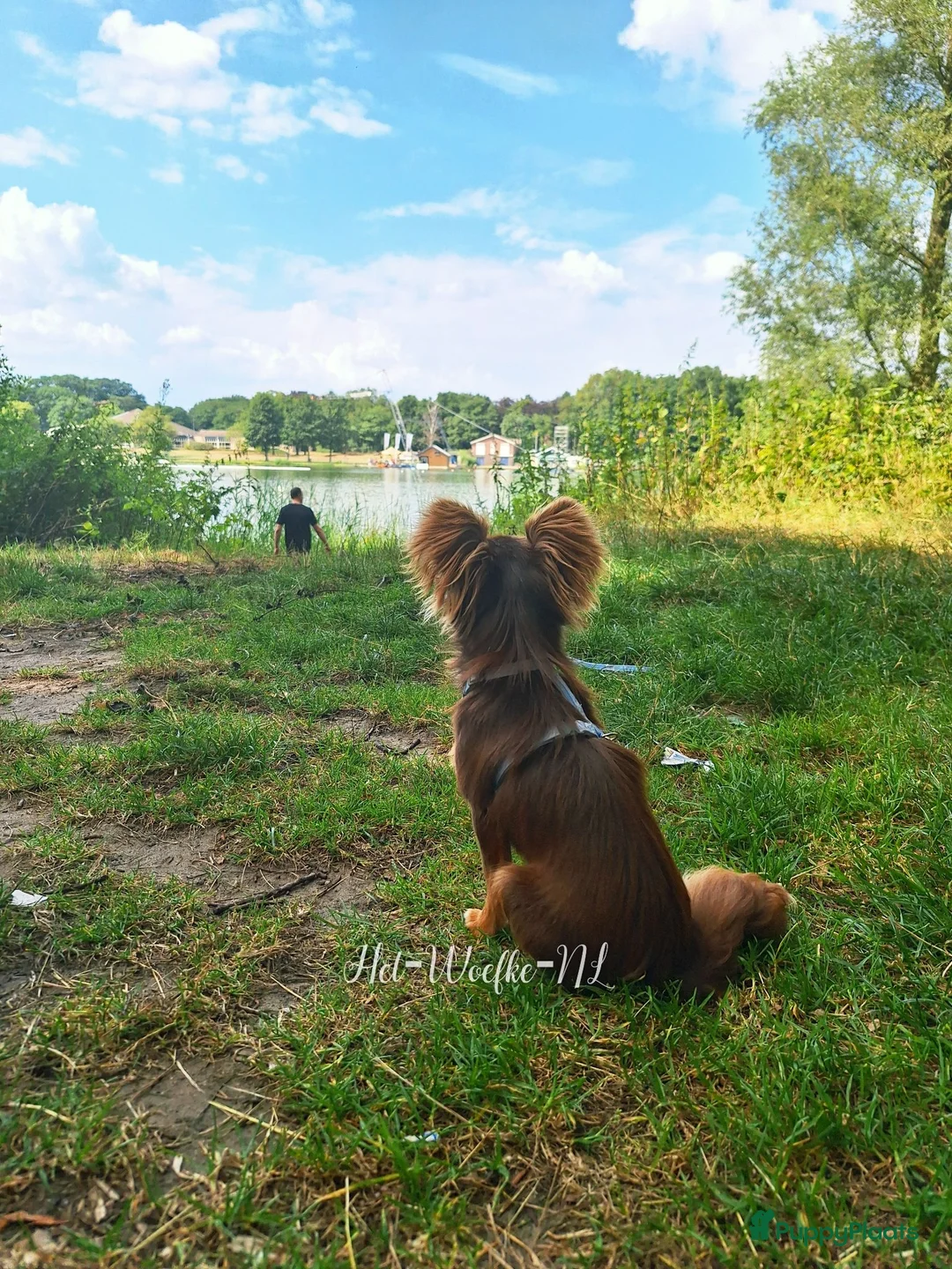 Chihuahua honden ter dekking: Sjefke 🩵 Chihuahua dekreu - Advertentie 6