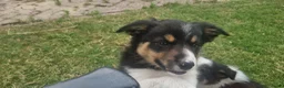 Border Collie honden te koop: Nog 1 Border Collie pup 3 kleur, heel verleidelijk - Advertentie 2