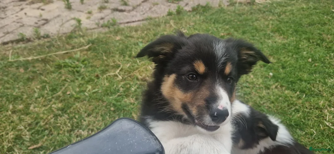 Border Collie honden te koop: Nog 1 Border Collie pup 3 kleur, heel verleidelijk - Advertentie 2