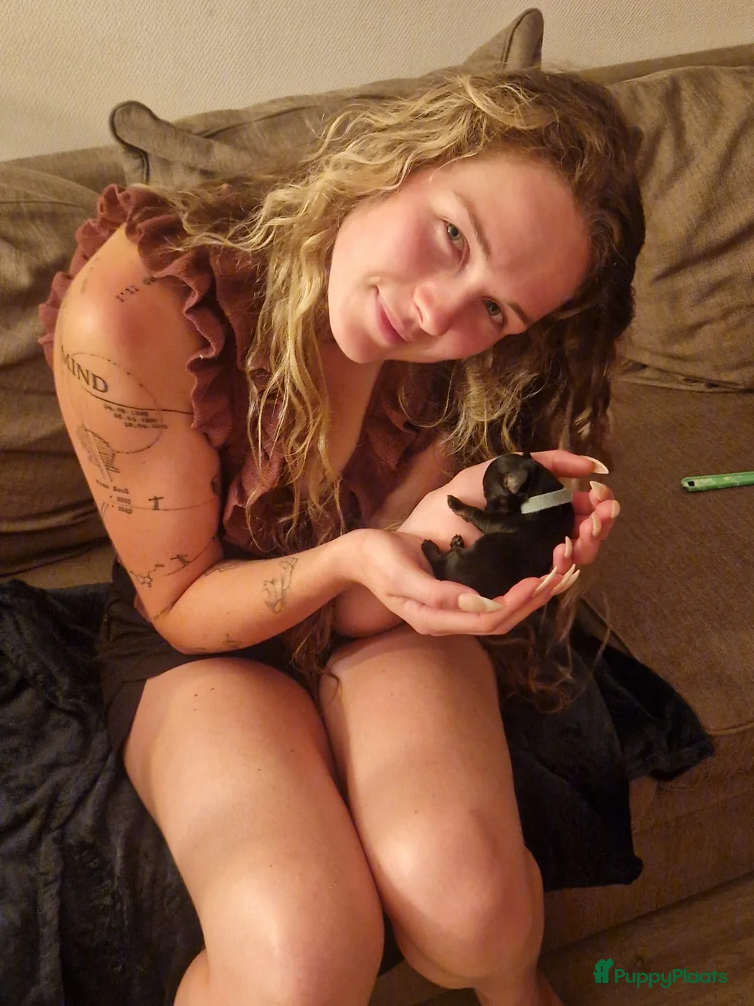 Kruising honden te koop: 🩷maltezer X dwergteckel💙 - Advertentie 7