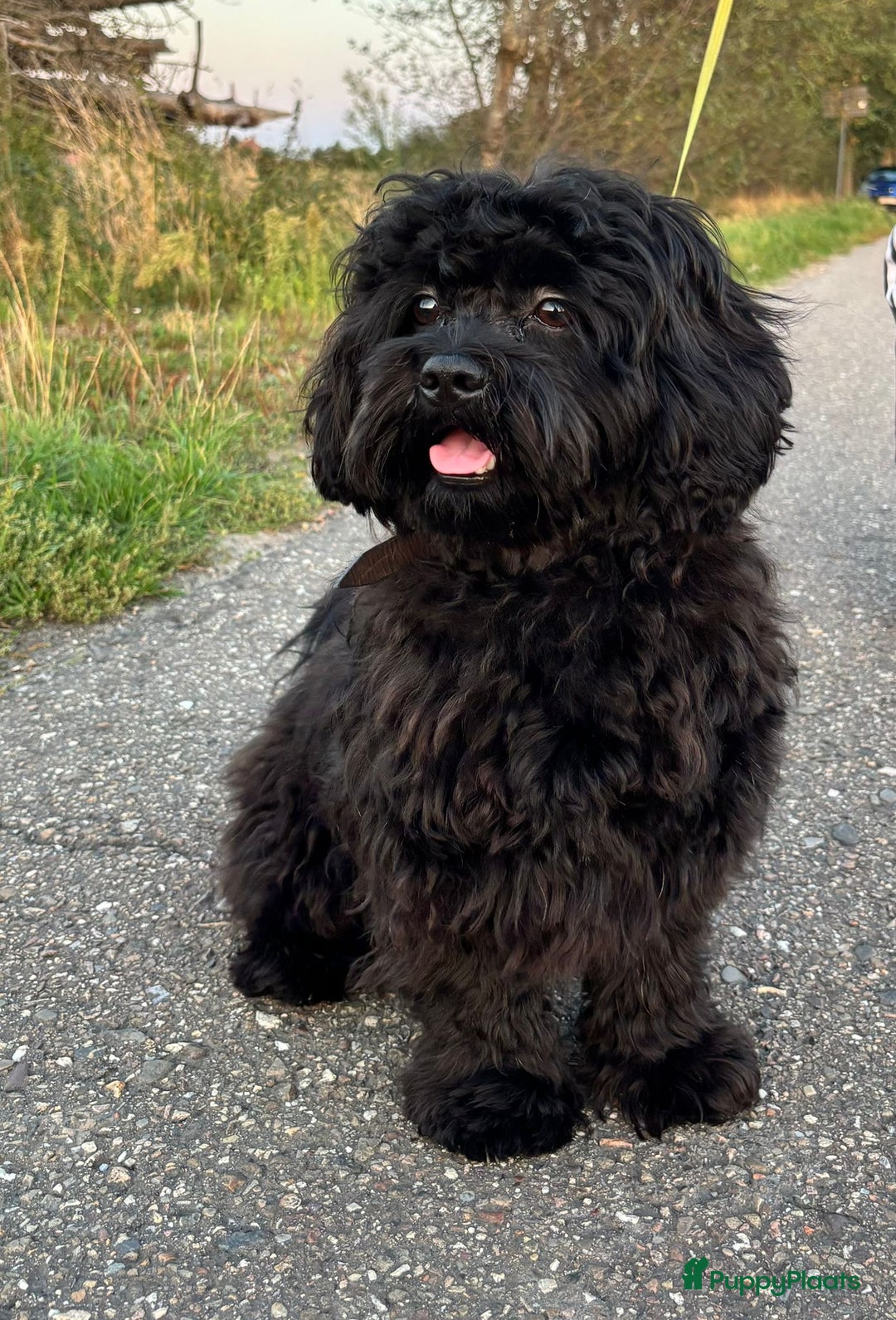 Shihpoo honden te koop: Shih Tzu / ShihTzu Toypoedel - Advertentie 9