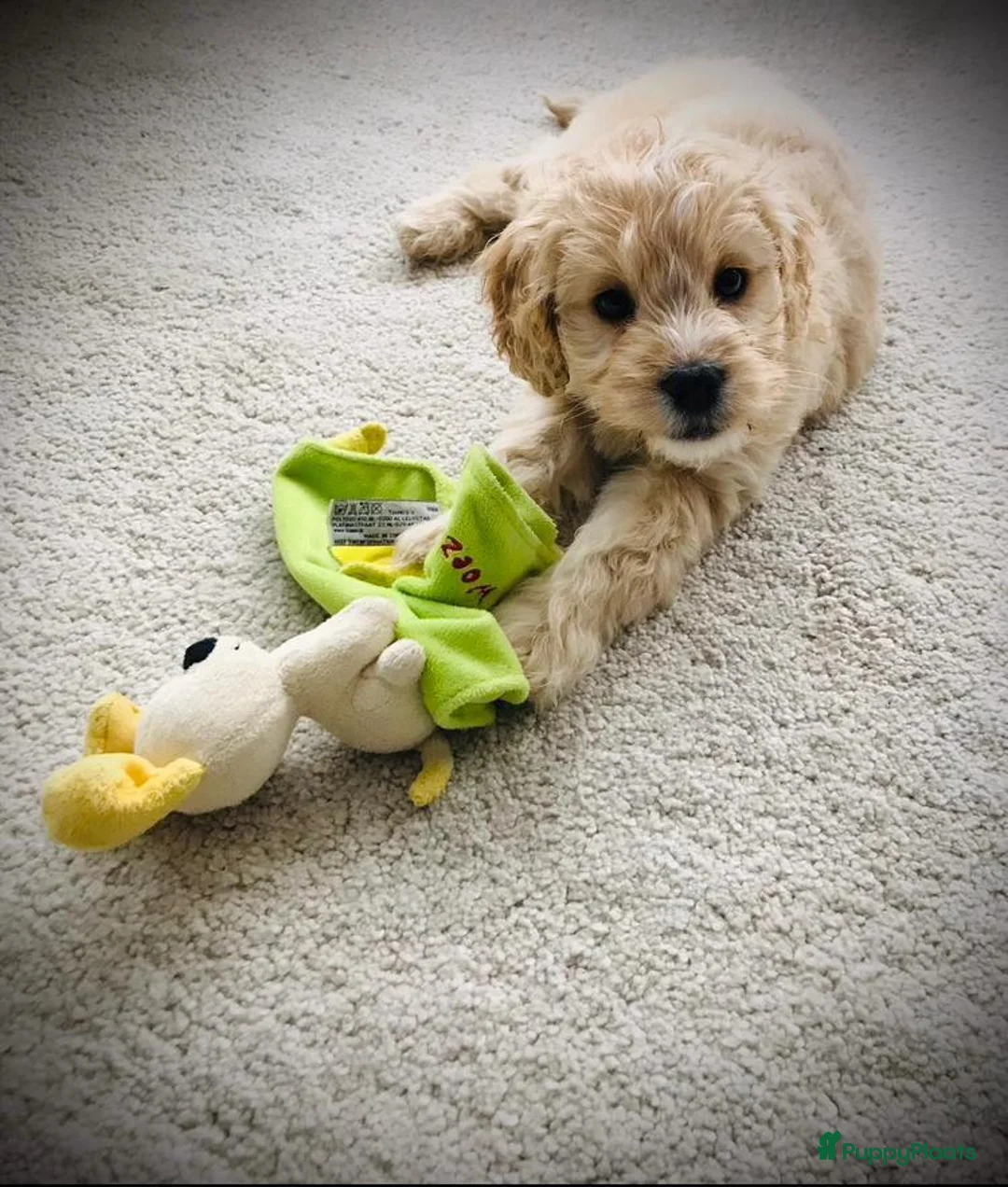 Cockapoo honden ter dekking: Ervaren, gezonde dekreu beschikbaar: lief karakter - Advertentie 8