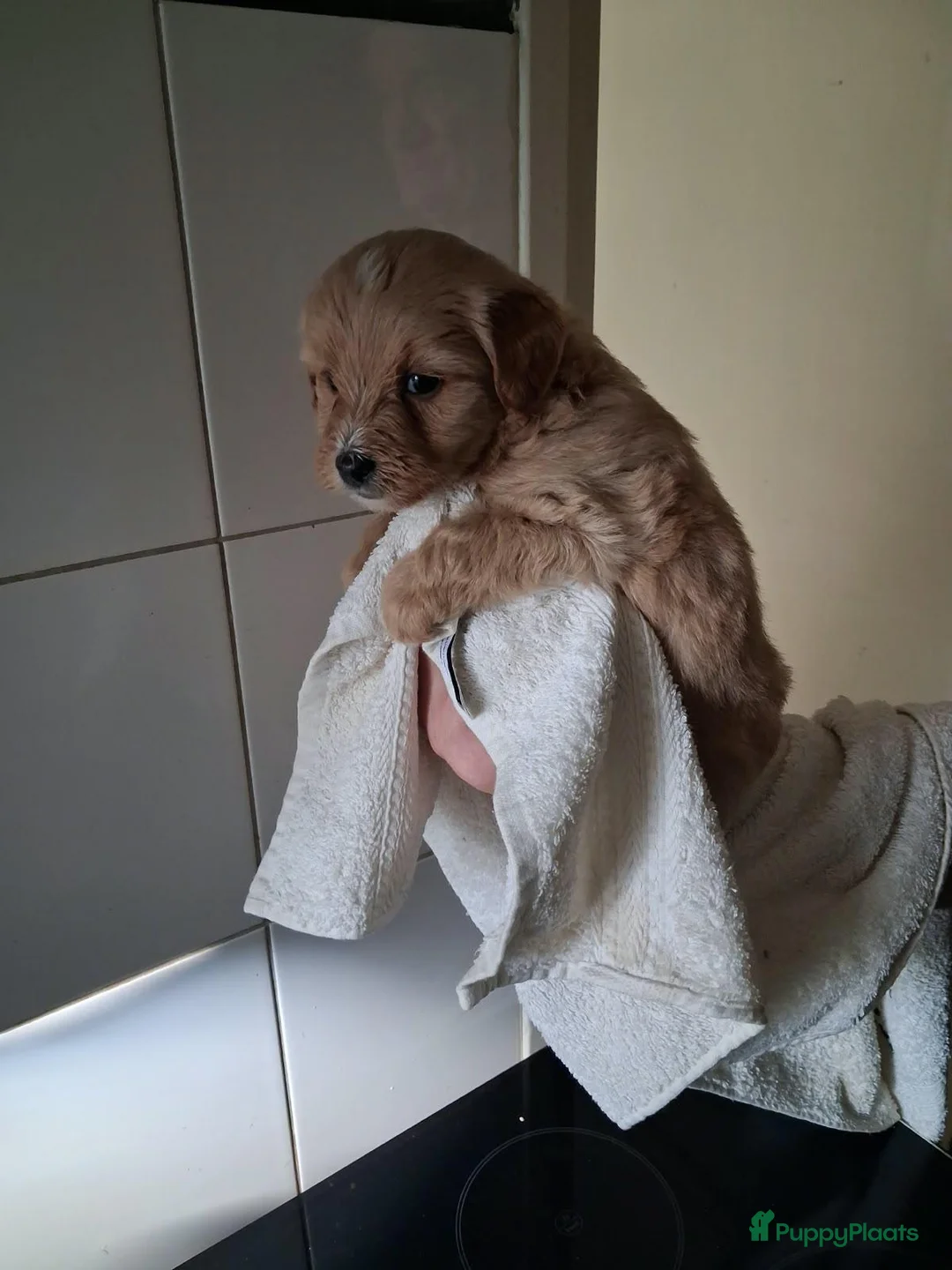 Labradoodle honden te koop: mooie puppy,s labradoodles 1 teefje en 3 reutjes - Advertentie 2