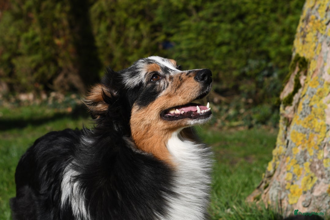 Australian Shepherd honden te koop: Australian Shepherd pupjes - Advertentie 3