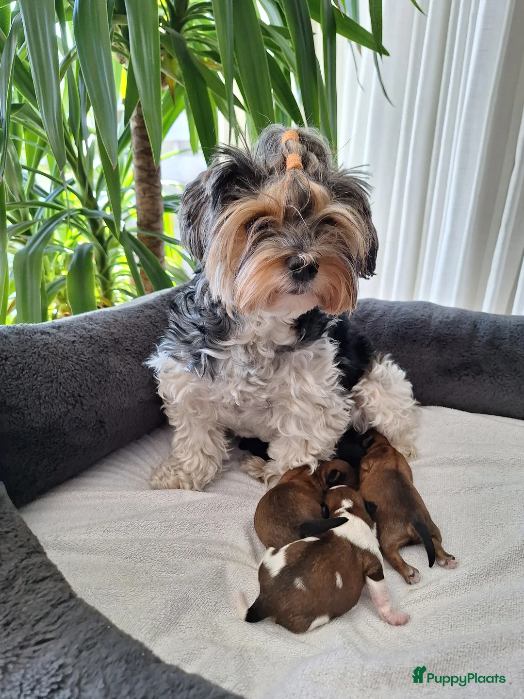 Yorkshire Terriër honden te koop: prachtige Yorkshire Terriër pups - Advertentie 1
