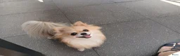 Pomchi honden te koop: Prachtige pomeriaan reu van 10 weken oud - Advertentie 5