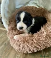 Australian Shepherd Puppy 4