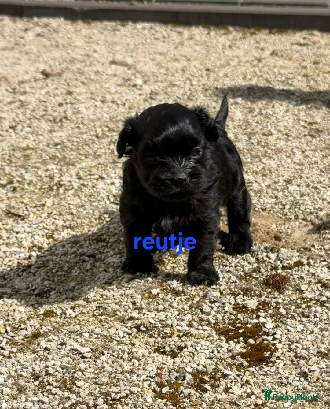Boomer honden te koop: Nog 1 boomer reutje beschikbaar  - Advertentie 2