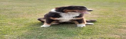 Australian Shepherd honden te koop: Blijvend huis gezocht voor Australian shepherd  - Advertentie 3