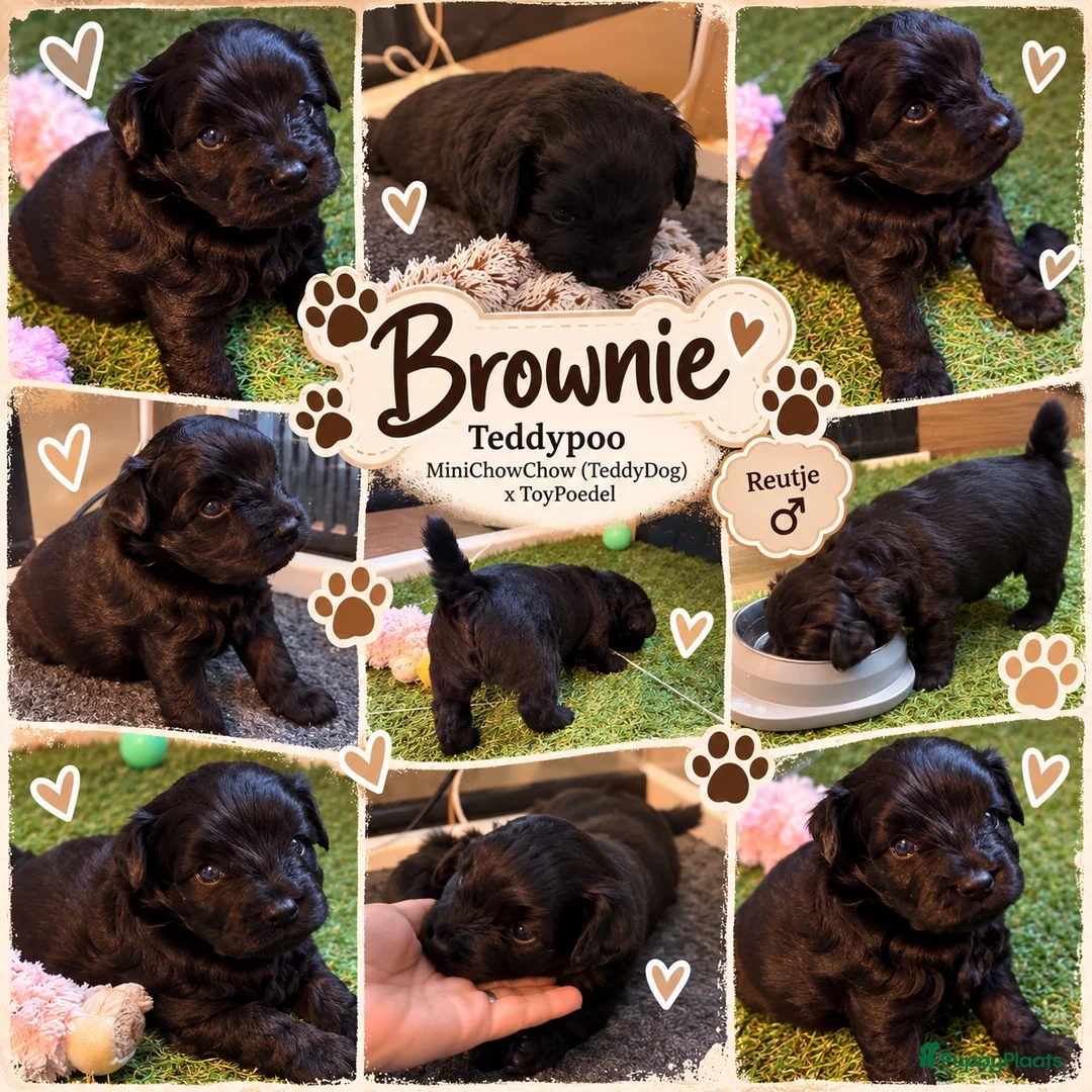 Kruising honden te koop: 🧸TeddyPoo |ToyPoedelXTeddydog 🤎Ouders Aanwezig❣️ - Advertentie 2