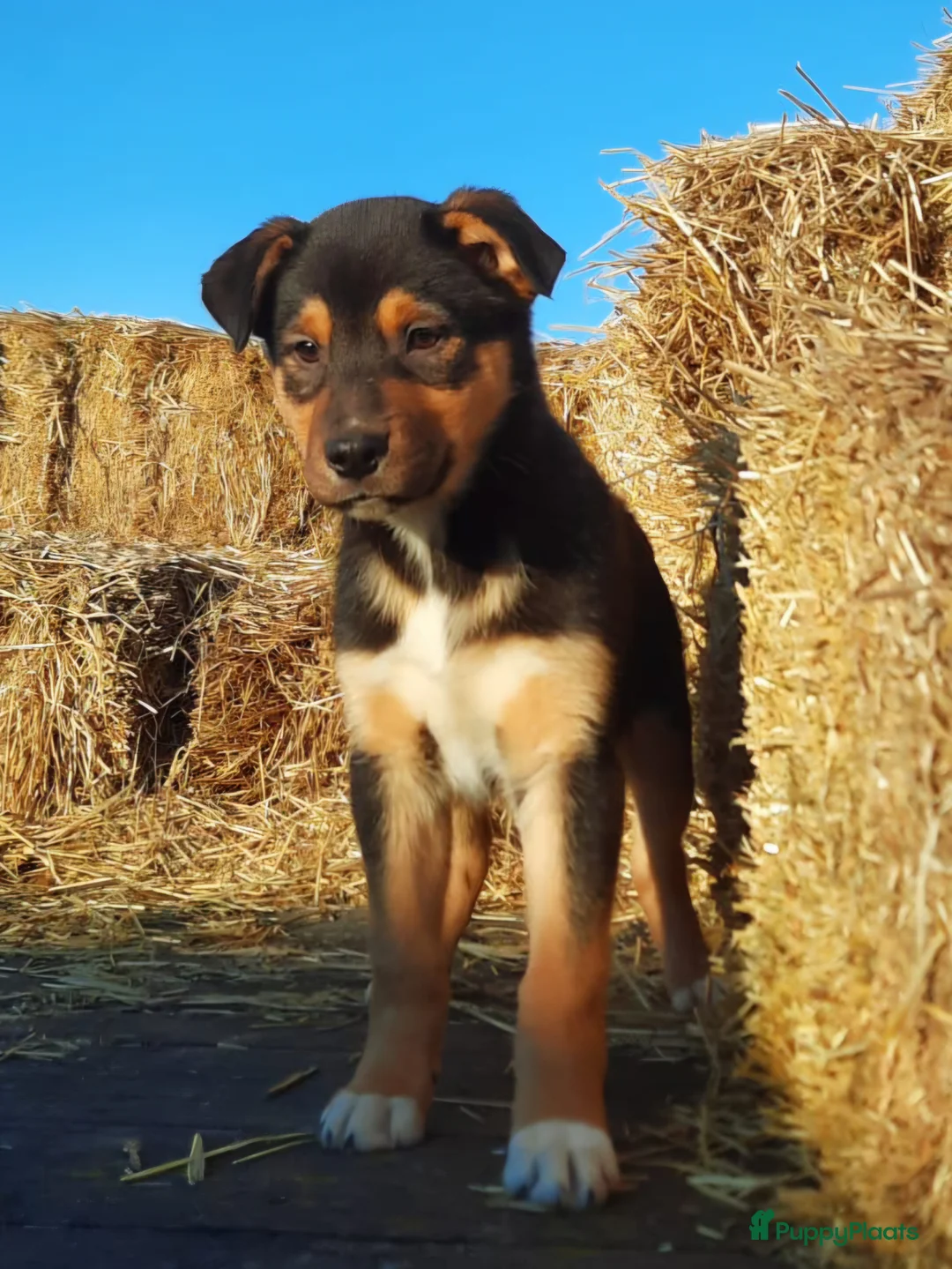 Kruising honden te koop: Prachtige pups Border Collie x Australian Kelpie  - Advertentie 2