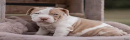 Amerikaanse Bully honden ter dekking: American Bully XL dekreu  - Advertentie 12