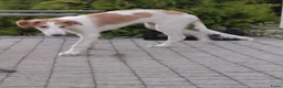 Barsoi honden te koop: Borzoi-teef uit FCI-kennel zoekt lief thuis  - Advertentie 9