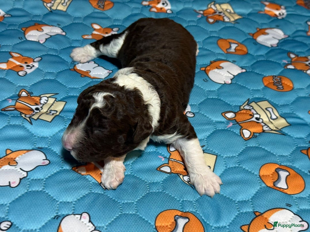 Spaanse Waterhond honden te koop: Spaanse Waterhond pups  - Advertentie 7