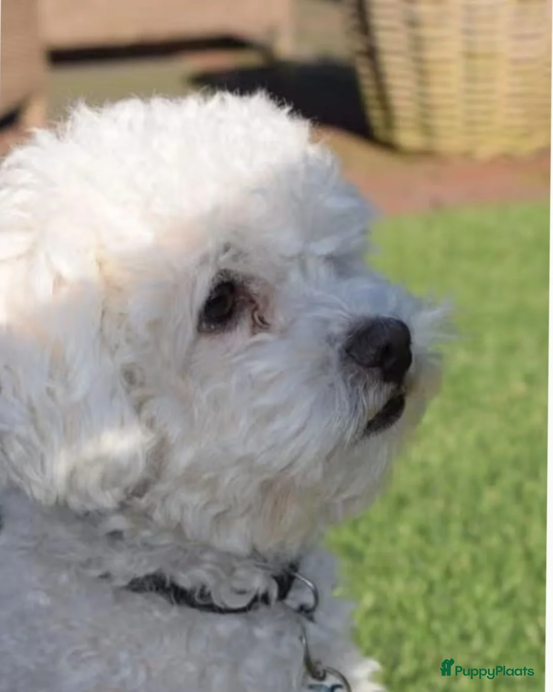 Maltezer honden te koop: Lieve maltezer pup tekoop - Advertentie 7