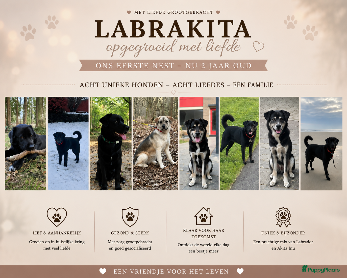 Kruising honden te koop: Labrakita pups (Labrador x Akita) Loyaal & speels - Advertentie 27