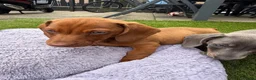 Teckel (korthaar)  honden te koop: Kaninchen x dwerg teckel - Advertentie 7