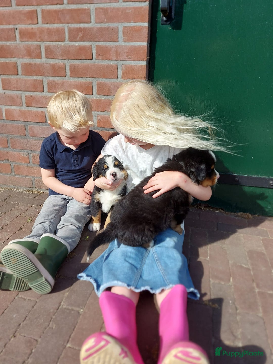 Berner Sennenhond honden te koop: Prachtige Berner Sennenhond puppy s - Afbeelding 6