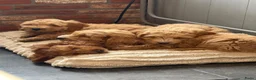 Australian Labradoodle honden te koop: Misschien zoekt dit Labradoodle pupje jou!  in Biervliet - Advertentie 12