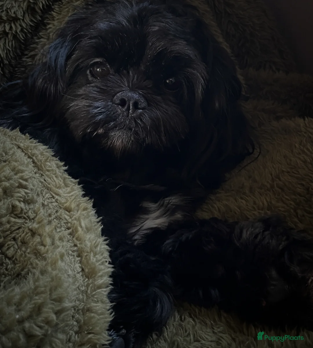 Boomer honden te koop: Blue is in blijde verwachting boomer  - Advertentie 1
