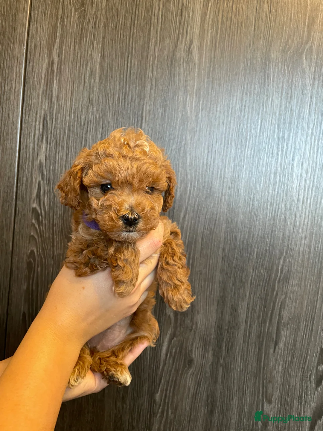 Poedel Toy honden te koop: Toy poedel pups - Advertentie 3